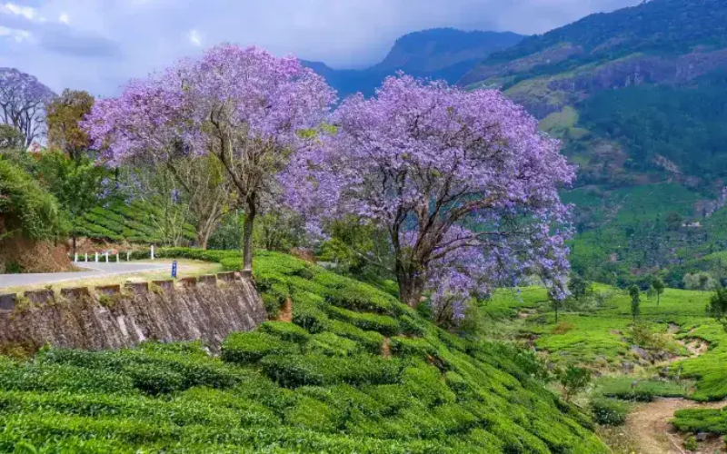 Munnar sightseeing cabs booking