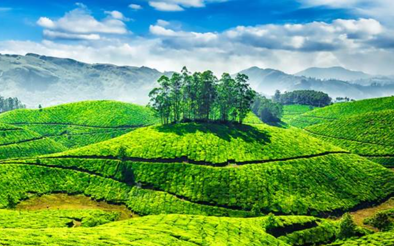 munnar-hotel-and-cab-package